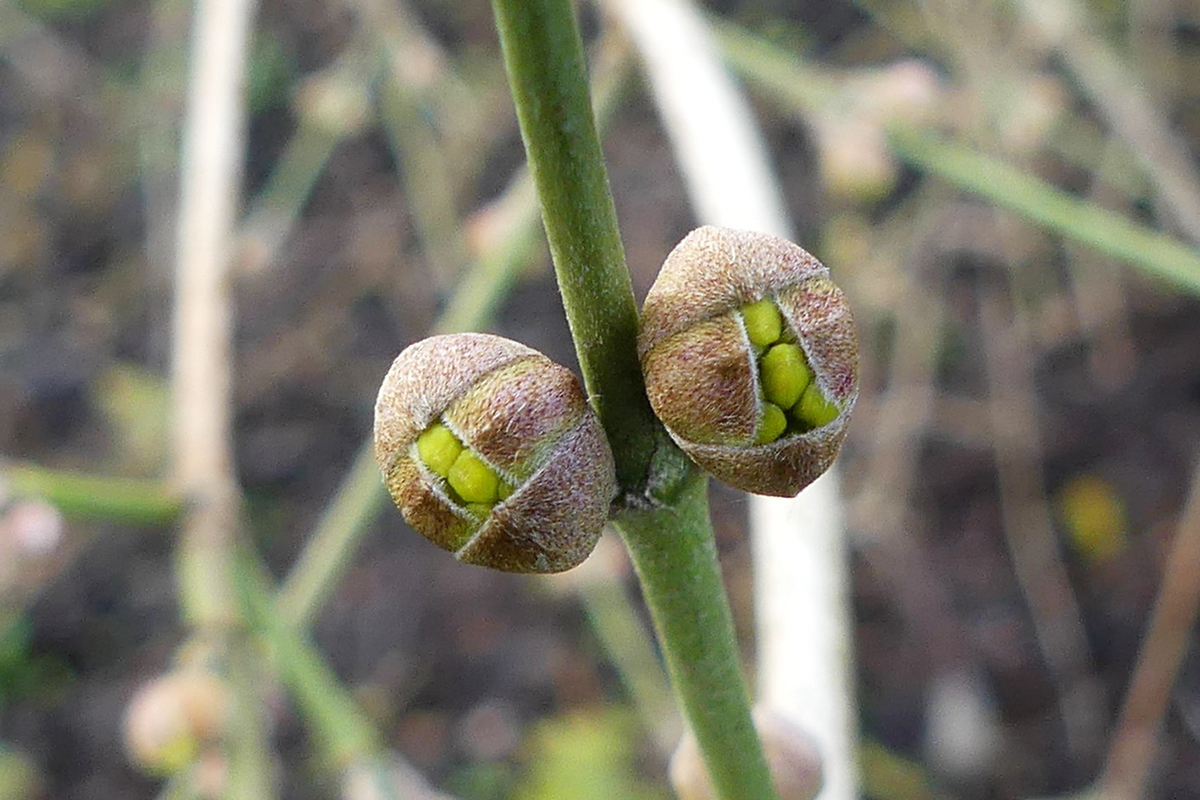 Knospen der Kornelkirsche (Cornus mas) im Januar, (c) Martina Möllenkamp/NABU-naturgucker.de