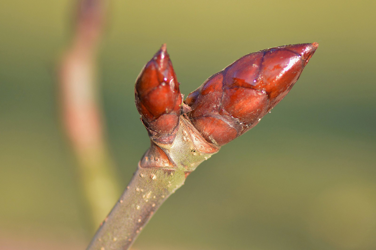 Knospen der Rosskastanie (Aesculus hippocastanum) im Februar, (c) Rolf Jantz/NABU-naturgucker.de
