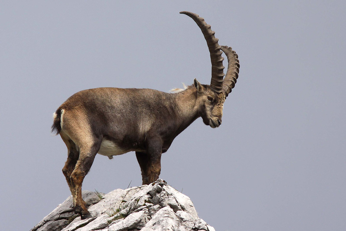 Alpensteinbock in Bayern, (c) Andreas Schäfferling/NABU-naturgucker.de