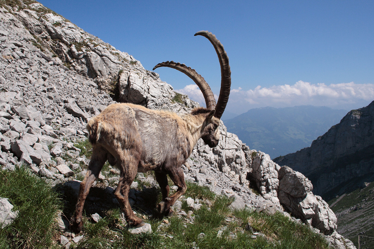 Alpensteinbock in der Schweiz, (c) Ulrike Engelhardt/NABU-naturgucker.de