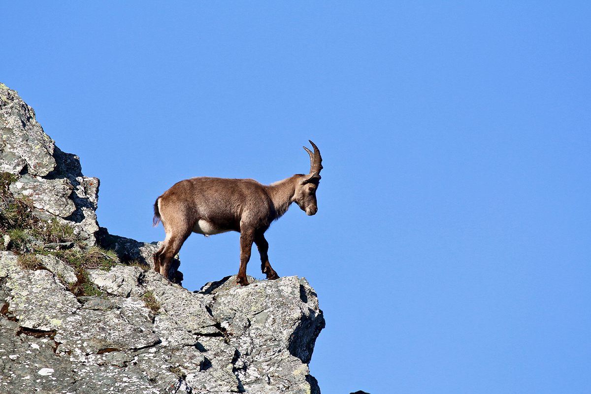 Alpensteinbock in Österreich, (c) Wolfgang Patczowsky/NABU-naturgucker.de