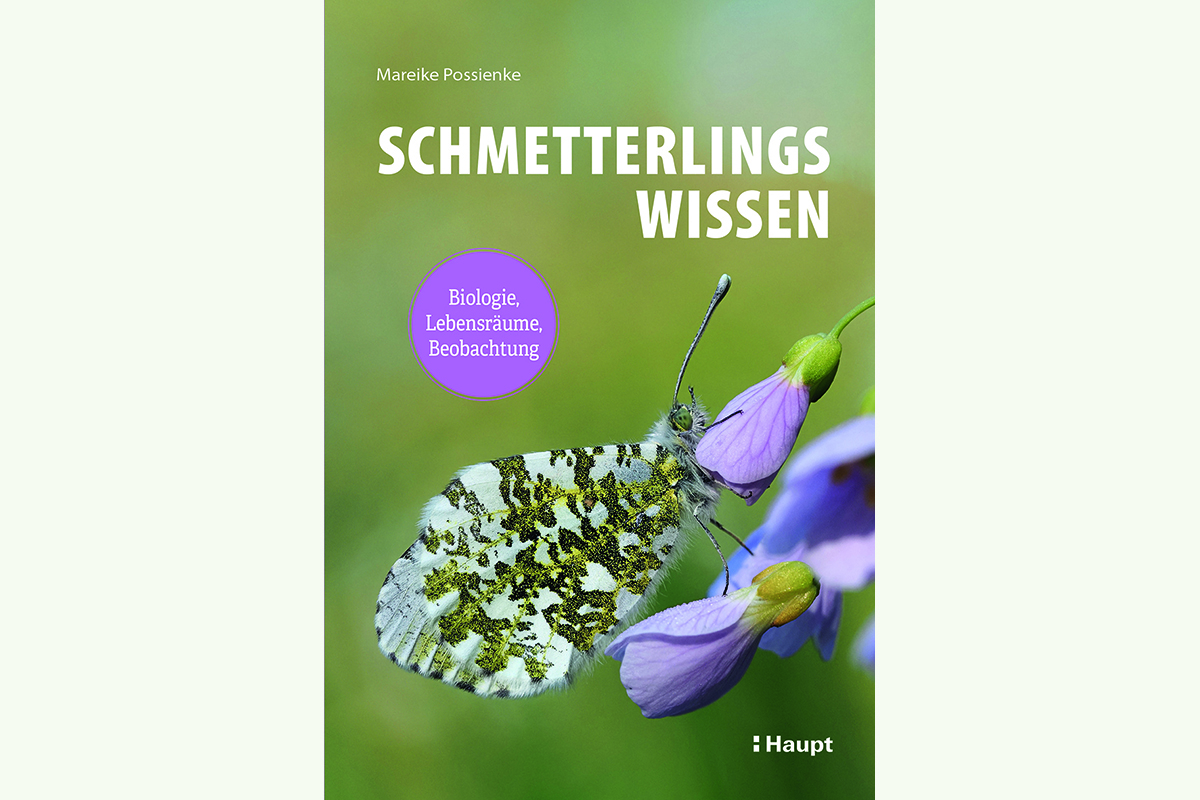 Buchcover „Schmetterlingswissen“ von Dr. Mareike Possienke, (c) Haupt Verlag AG