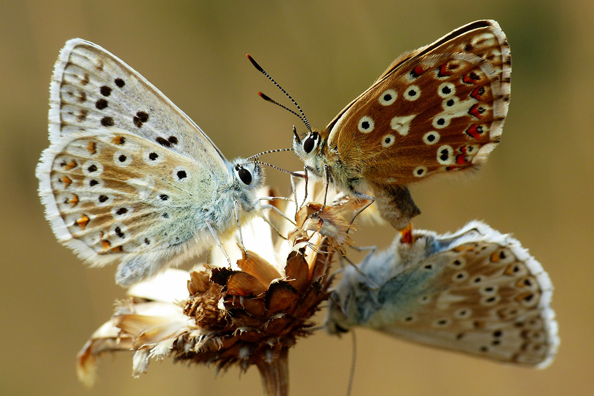 Silbergrüne Bläulinge (Lysandra coridon) auf dem Badberg im Kaiserstuhl, (c) Birgit Emig/NABU-naturgucker.de