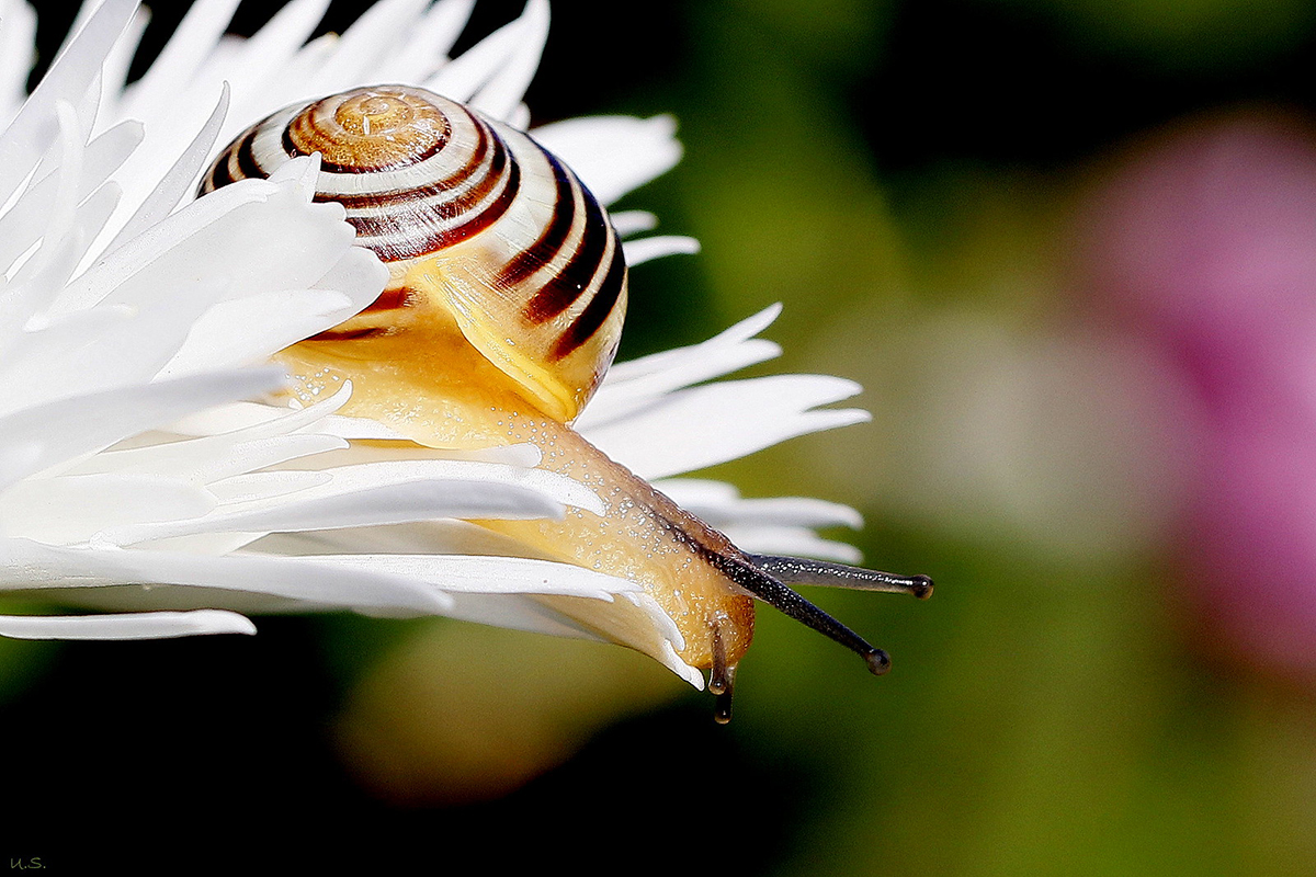 Bänderschnecke (unbestimmt) (Cepaea indet.), (c) Ursula Spolders/NABU-naturgucker.de