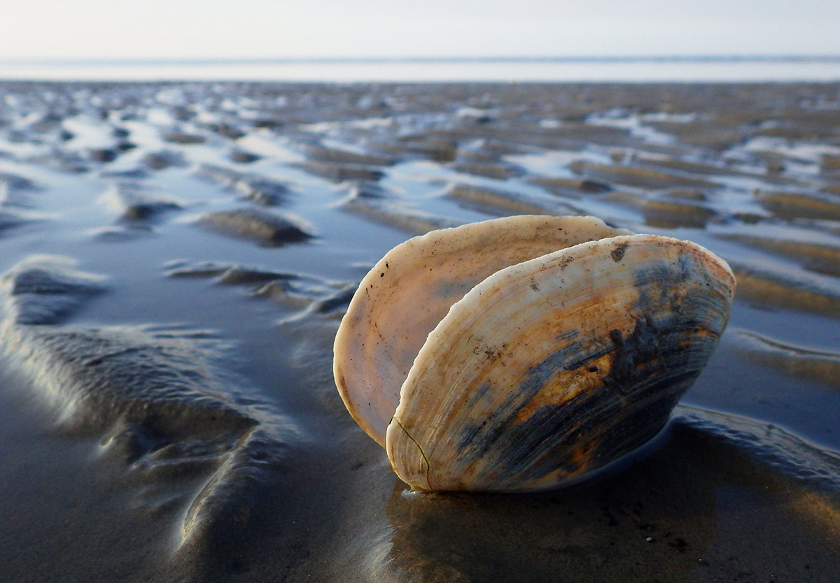 Sandklaffmuschel (Mya arenaria) im Watt, (c) Nadine Röhnert/NABU-naturgucker.de