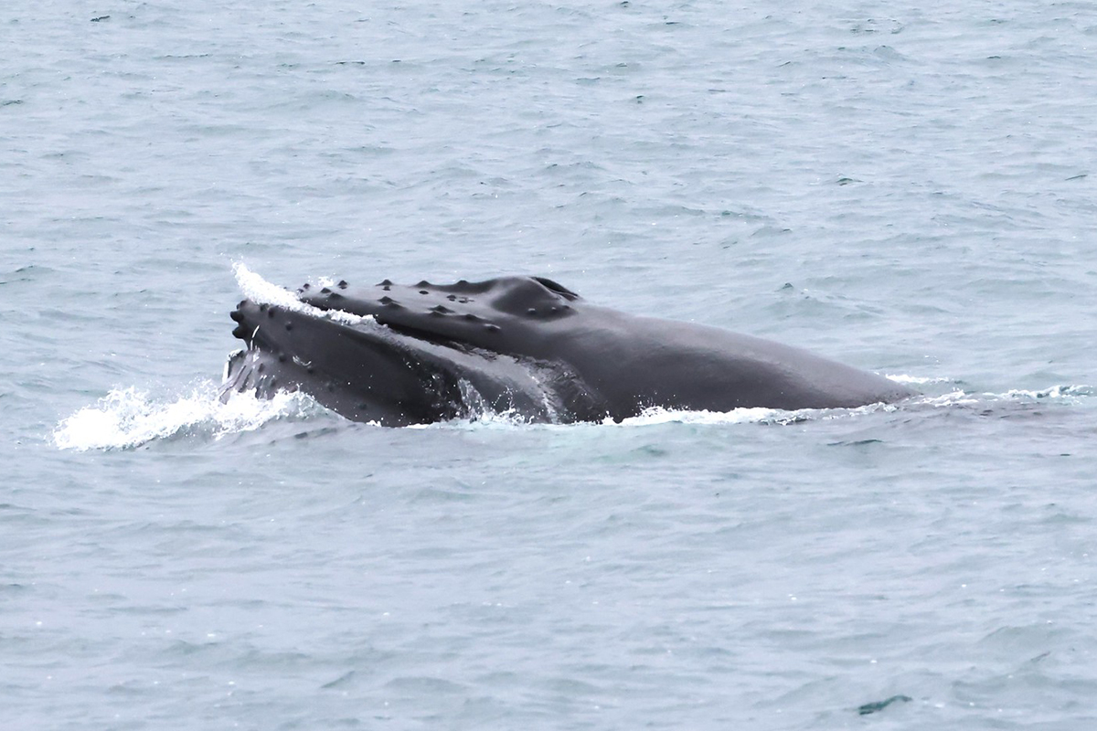 Buckelwal in Island, (c) Hanns-Jürgen Roland