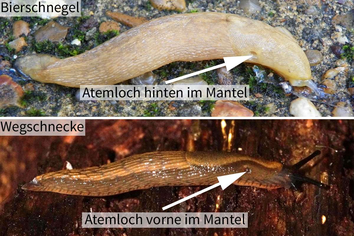 Position des Atemlochs: Bierschnegel und Wegschnecke