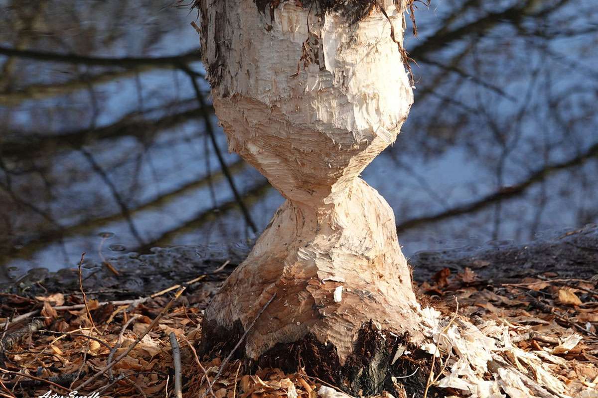 Spuren des Europäischen Bibers (Castor fiber), der auch Auwälder bewohnt, (c) Artur Segadlo/NABU-naturgucker.de