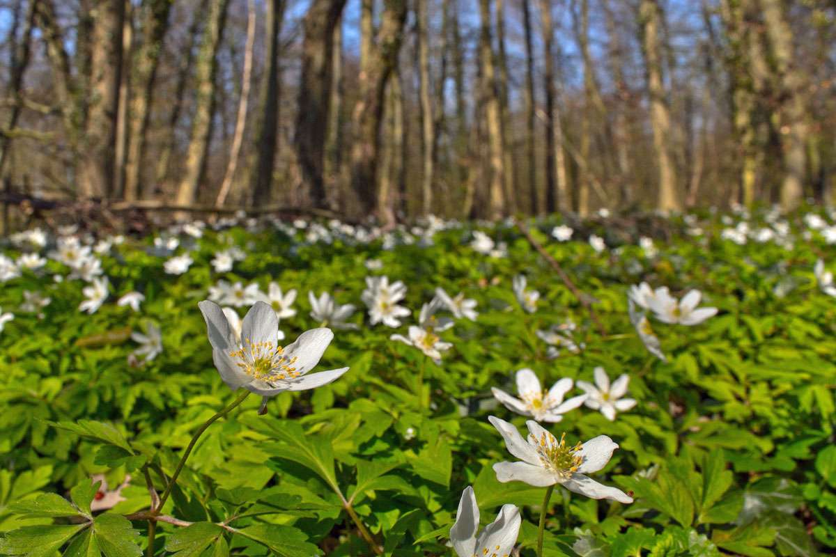 Blütenmeer im Wald: Busch-Windröschen (Anemone nemorosa), (c) Jonas Sielenkämper/NABU-naturgucker.de