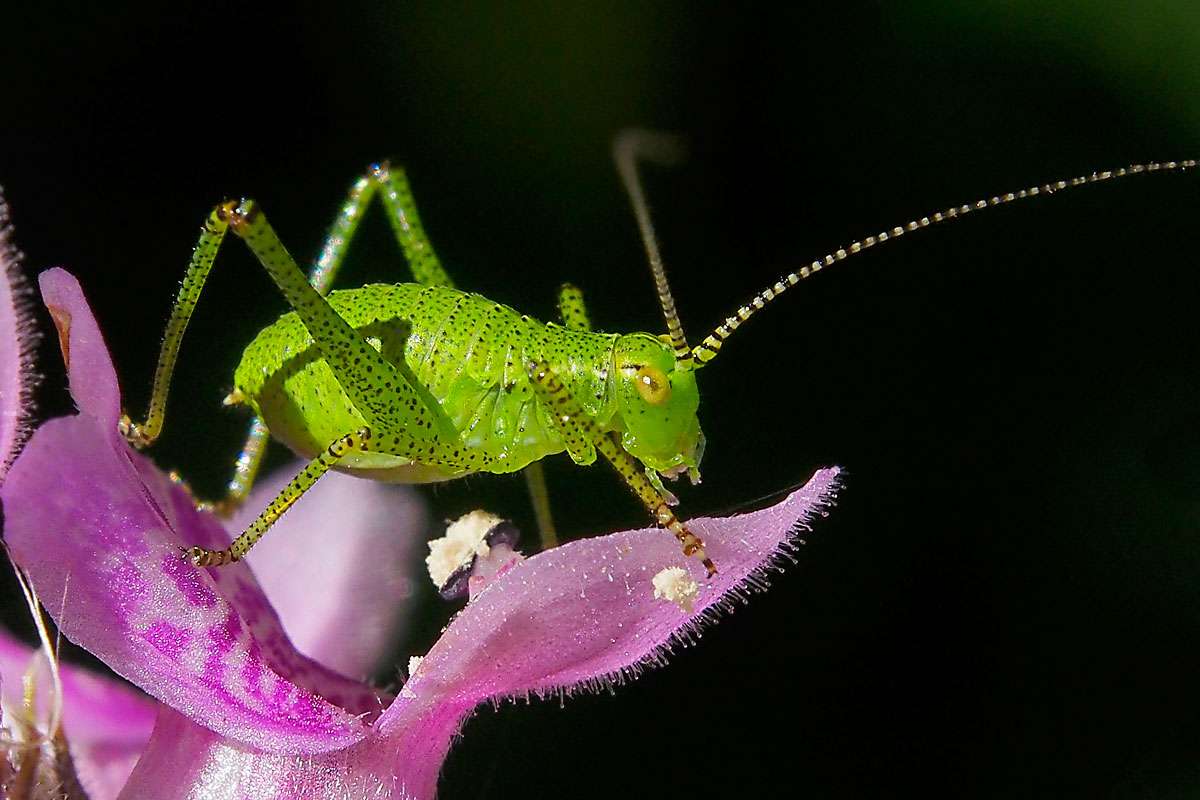 Nymphe der Punktierten Zartschrecke (Leptophyes punctatissima), (c) Michael Katzer/NABU-naturgucker.de