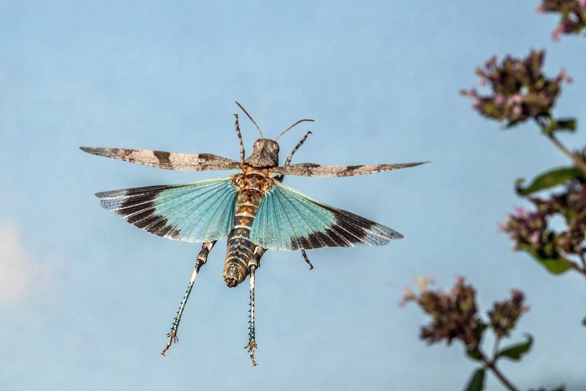 Blauflügelige Ödlandschrecke (Oedipoda caerulescens) im Flug, (c) Herwig Winter/NABU-naturgucker.de