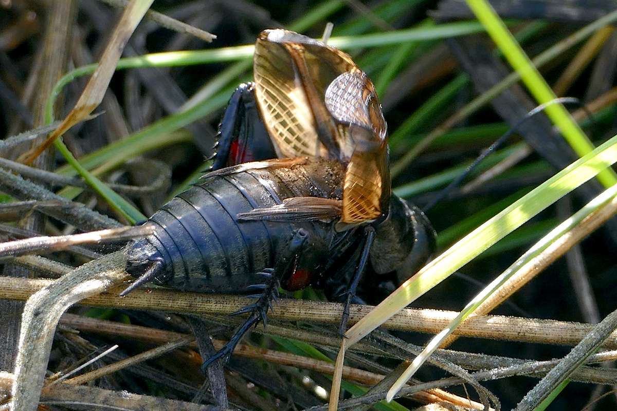 Singende männliche Feldgrille (Gryllus campestris), (c) Birgit Kurth/NABU-naturgucker.de