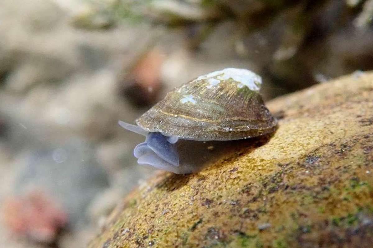 Flussmützenschnecke (Ancylus fluviatilis), (c) Chris Engelhardt/NABU-naturgucker.de