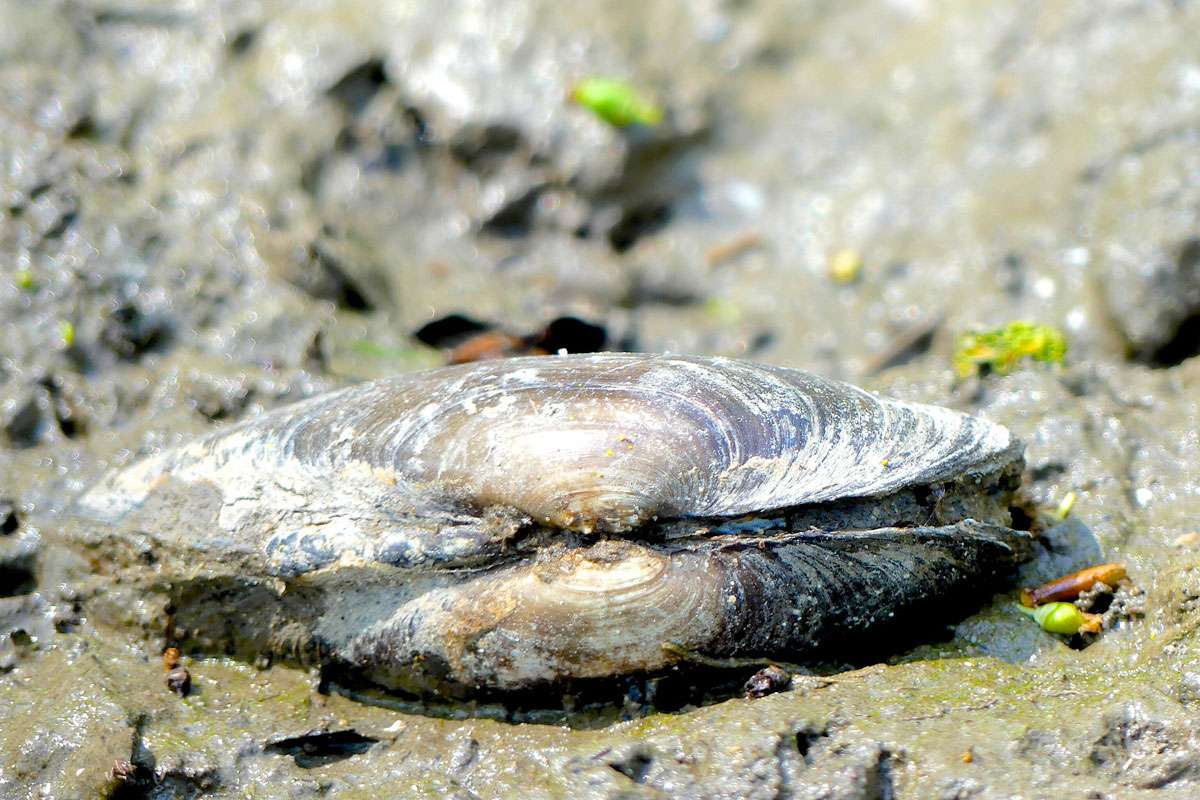 Die Große Flussmuschel (Unio tumidus) ist ein aktiver Filtrierer, (c) Birgit Kurth/NABU-naturgucker.de