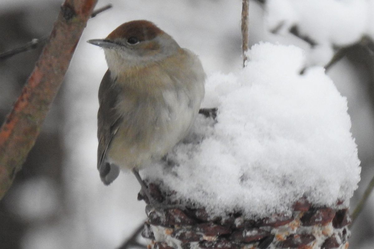 Mönchsgrasmücke im Januar in Deutschland, (c) Sonja Klein/NABU-naturgucker.de