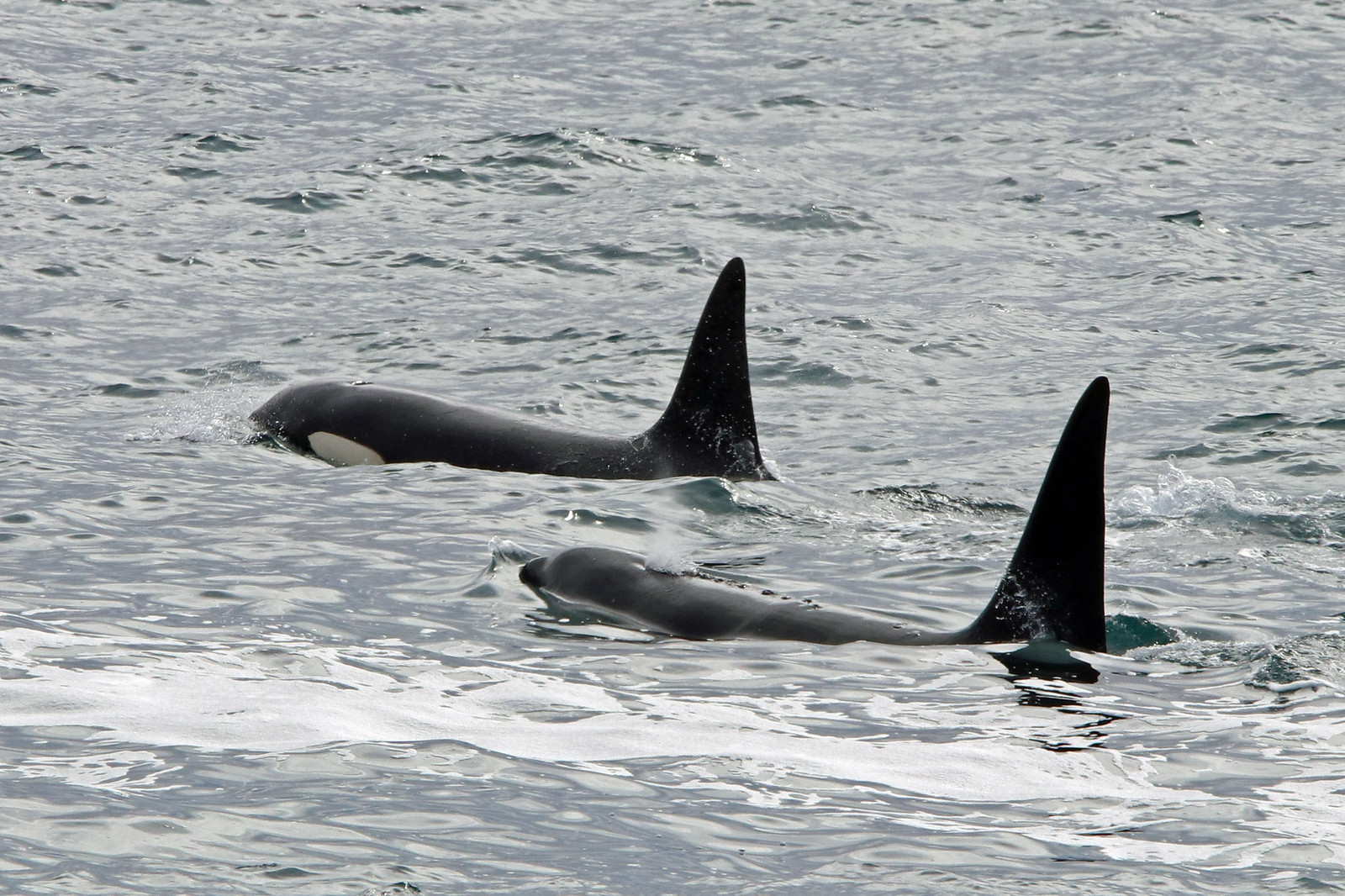 Schwertwale vor Island, (c) Carsten Sekula/NABU-naturgucker.de