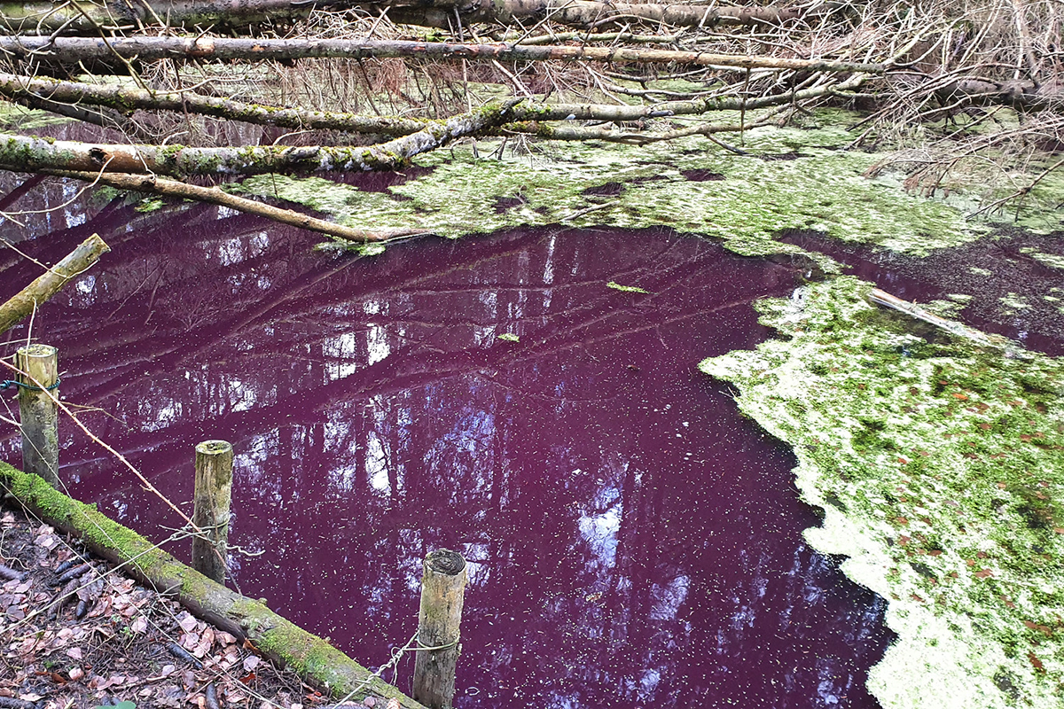 Chromatium okenii (Bakterien), (c) Josef Alexander Wirth/NABU-naturgucker.de