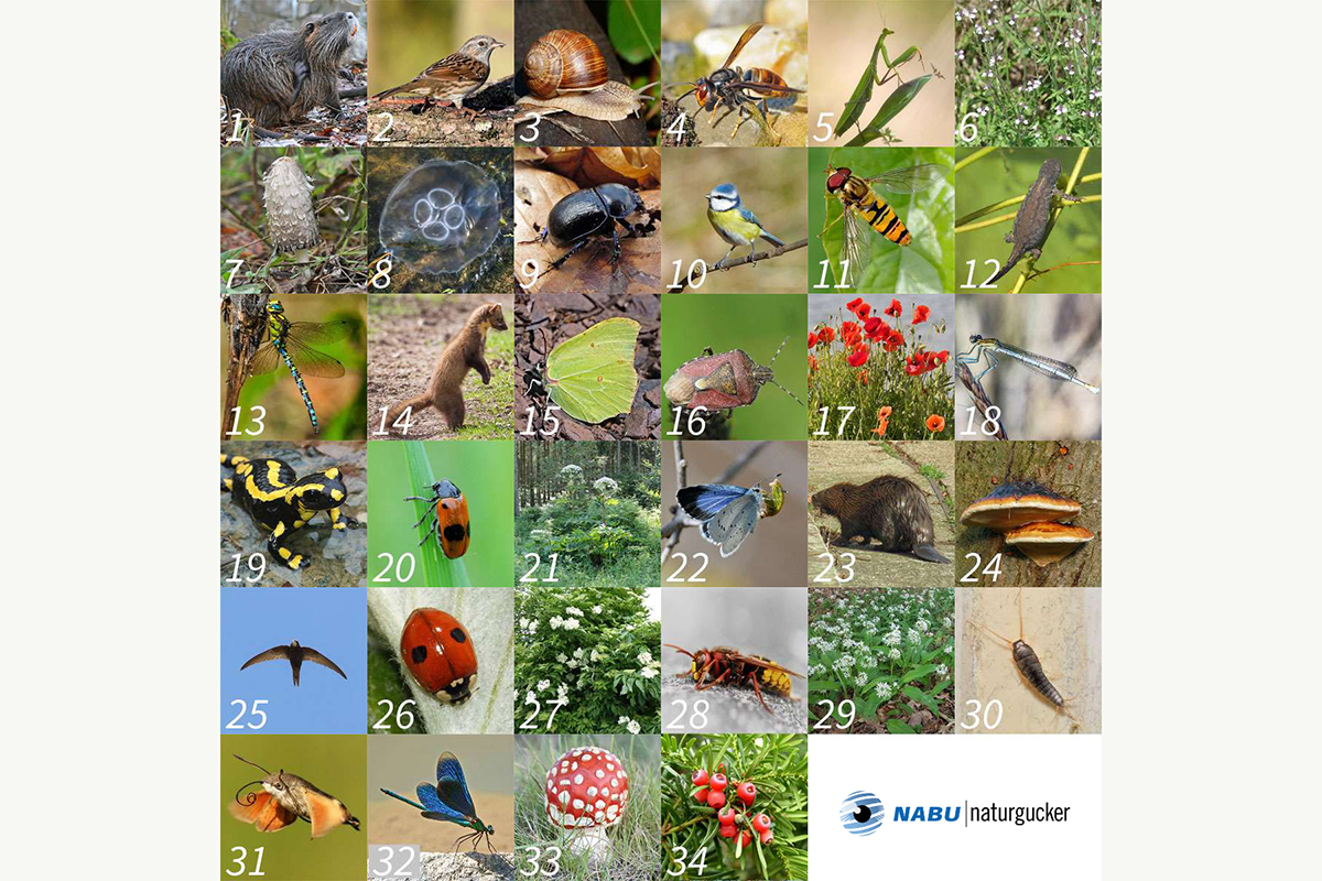 Übersicht von 34 der 36 Artfragen (ohne Triggerarten), (c) Gaby Schulemann-Maier/NABU-naturgucker.de