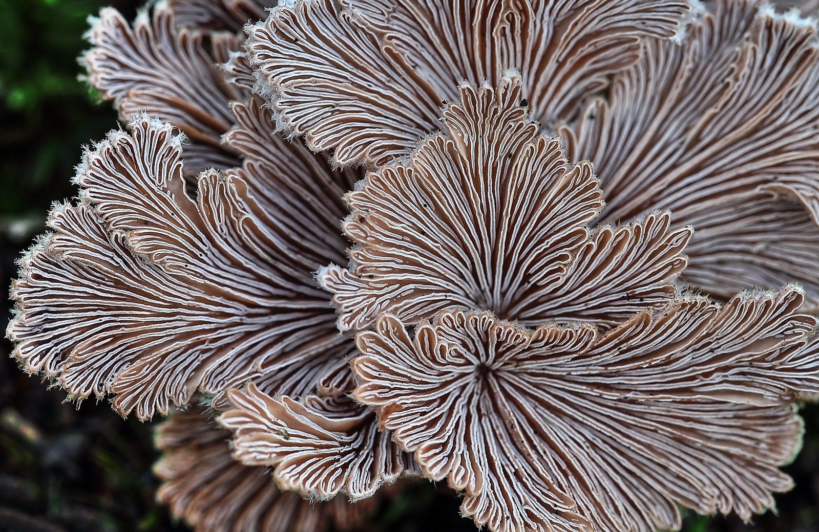 3D-Muster: Die Unterseite eines Spaltblättlings (Schizophyllum commune), (c) Kerstin Berger/NABU-naturgucker.de