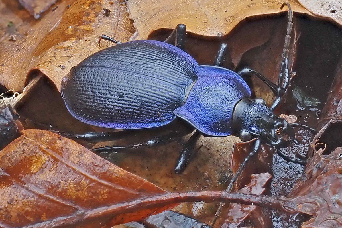Blauvioletter Waldlaufkäfer (Carabus problematicus), (c) Bernhard Konzen/NABU-naturgucker.de