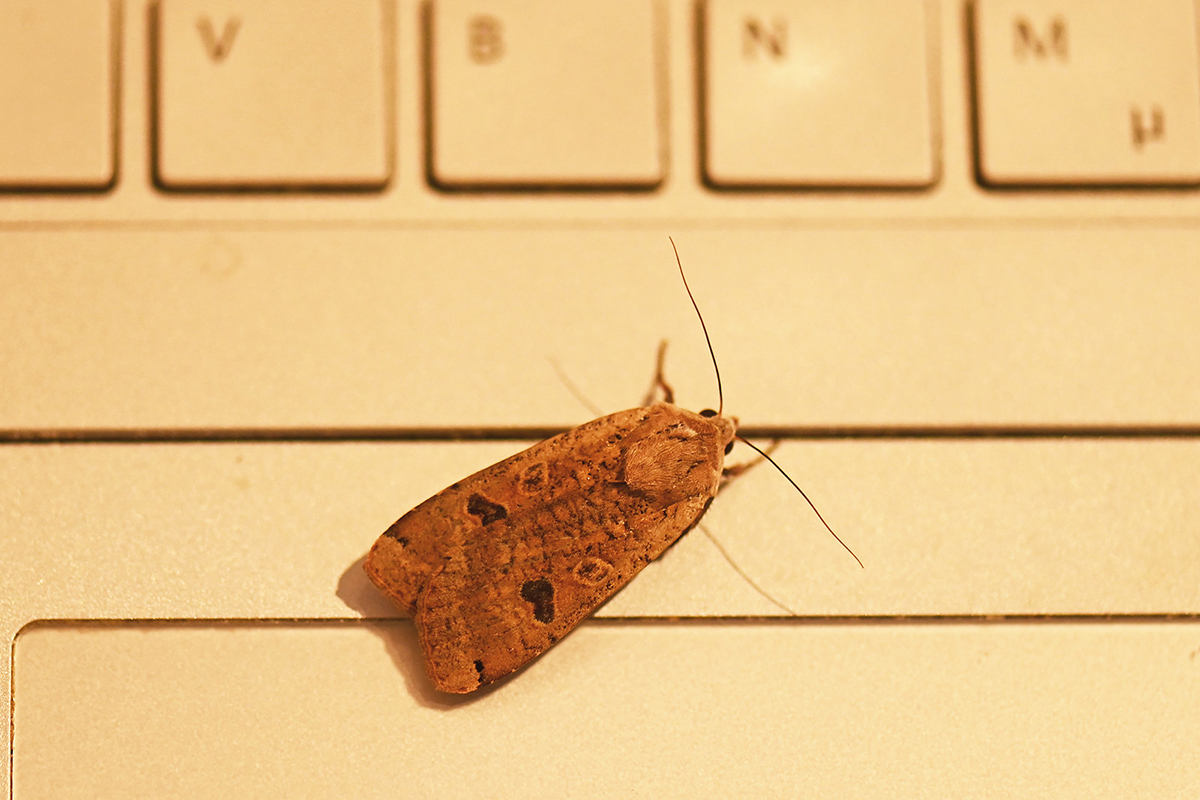 Hausmutter auf Tastatur, (c) Ina Siebert/NABU-naturgucker.de