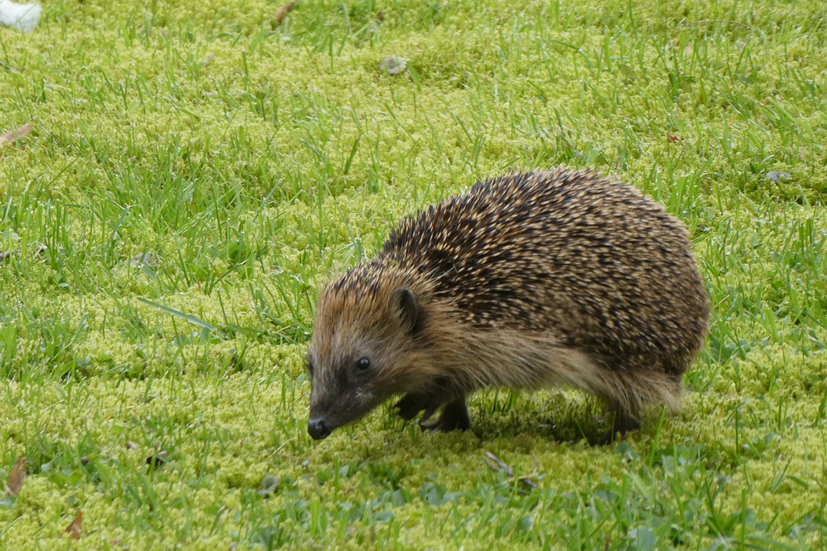 Igel (Erinaceus europaeus) Ende März 2024, (c) Heidi Rustemeyer/NABU-naturgucker.de