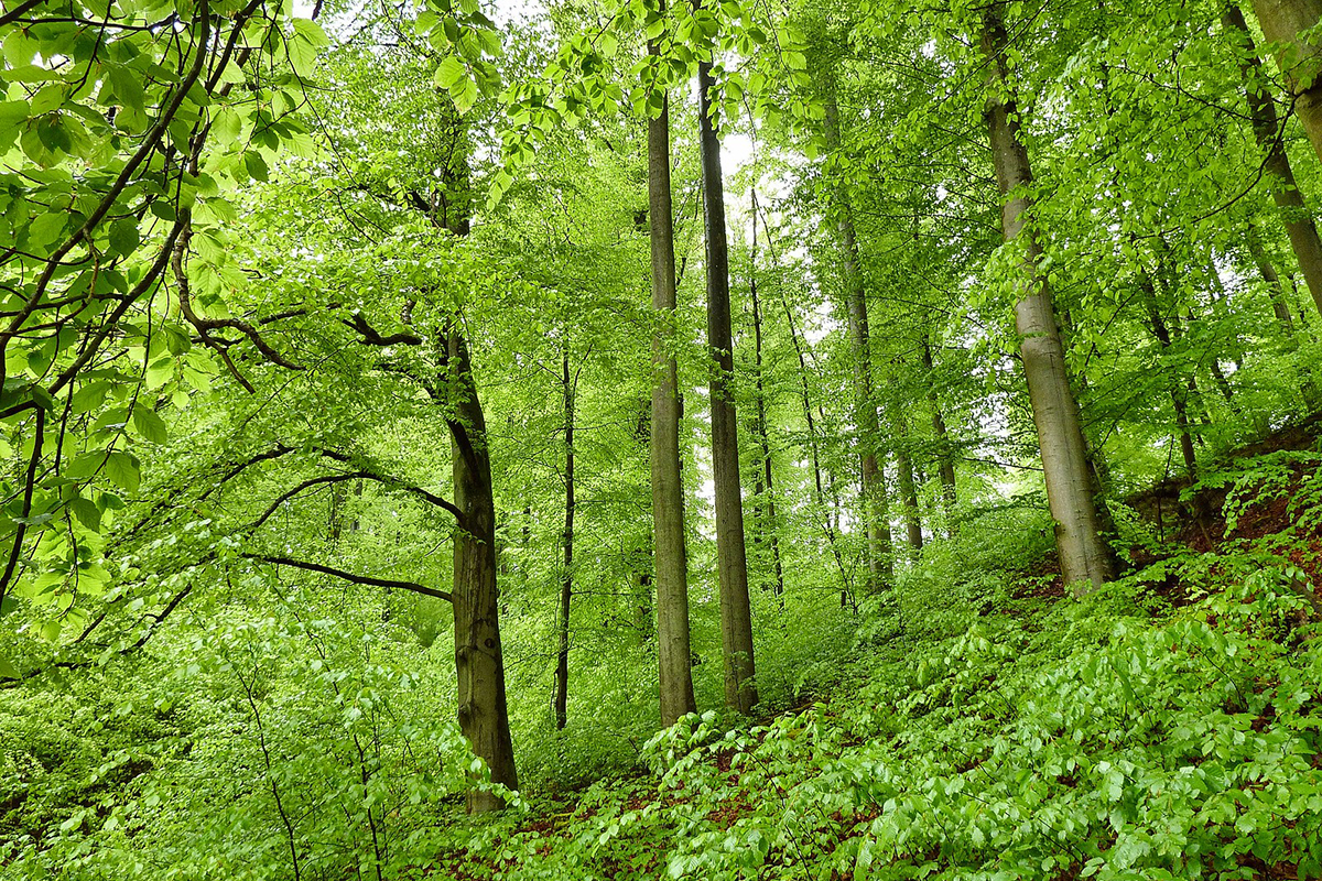 Wald mit Rot-Buchen im Mai, (c) Hubertus Schwarzentraub/NABU-naturgucker.de