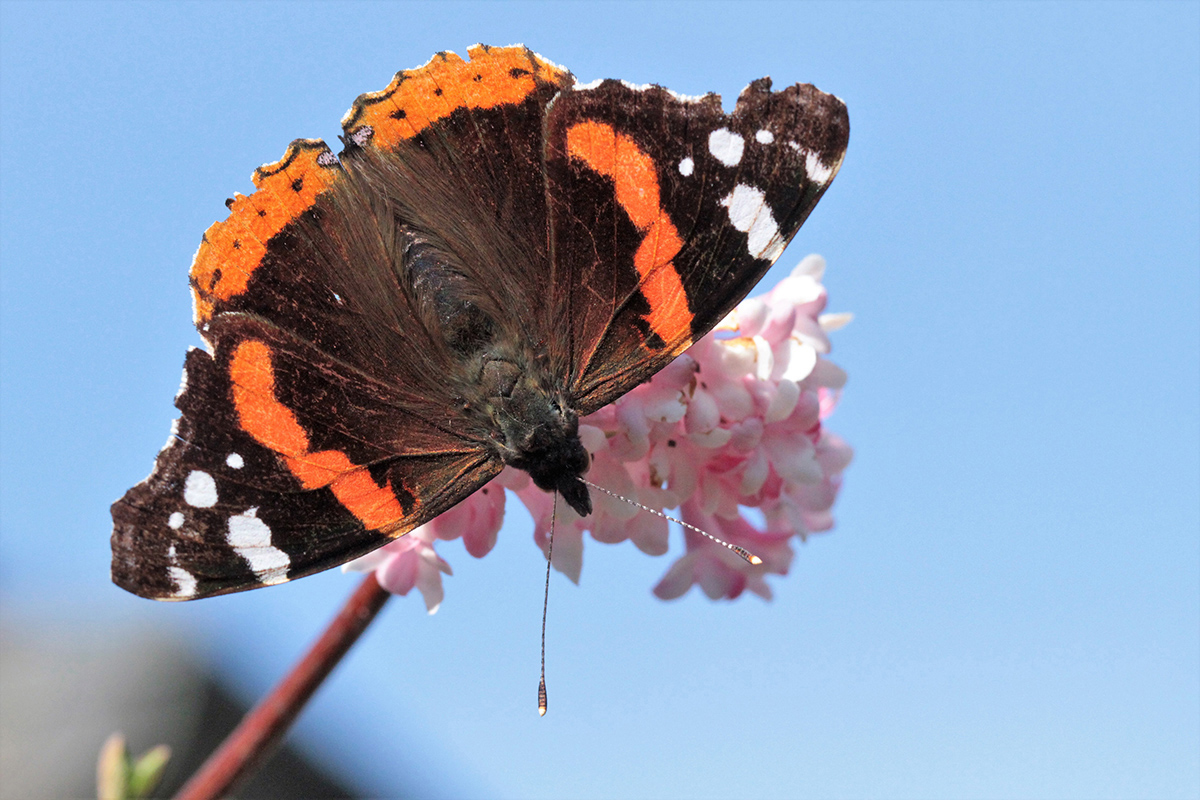 Fliegt schon sehr früh im Jahr: der Admiral (Vanessa atalanta), (c) Hermann Klee/NABU-naturgucker.de