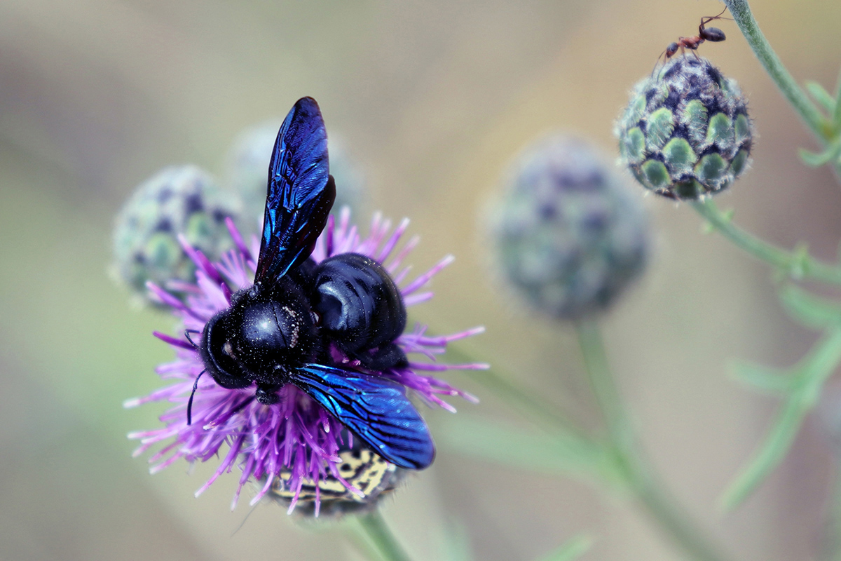 Prächtiger Blütengast und Wildbiene des Jahres 2024: eine Blaue Holzbiene (Xylocopa violacea), (c)  Jens Winter/NABU-naturgucker.de