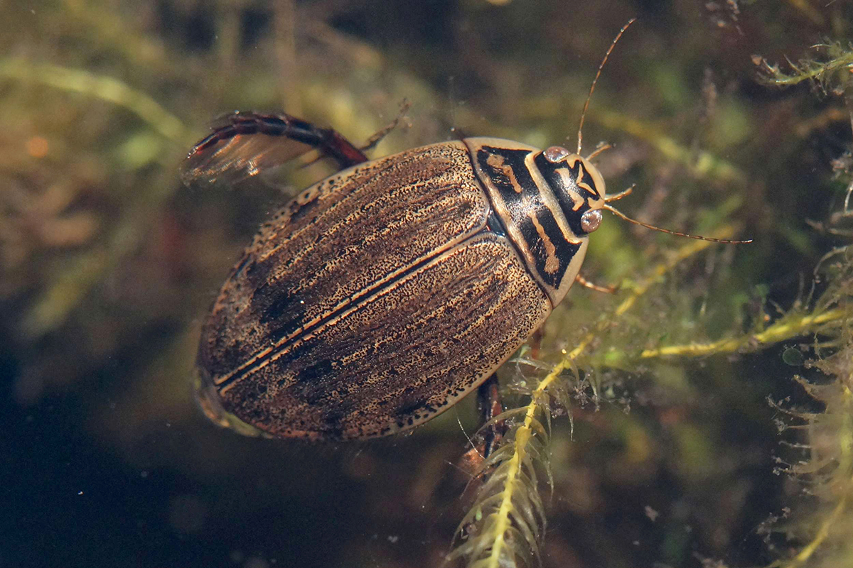 In manchen Gartenteichen zu finden: der Gemeine Furchenschwimmer (Acilius sulcatus), (c) Gaby Schulemann-Maier/NABU-naturgucker.de