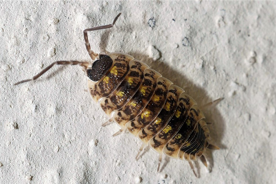 Schwarzkopfassel, (c) Klaus Dühr/NABU-naturgucker.de