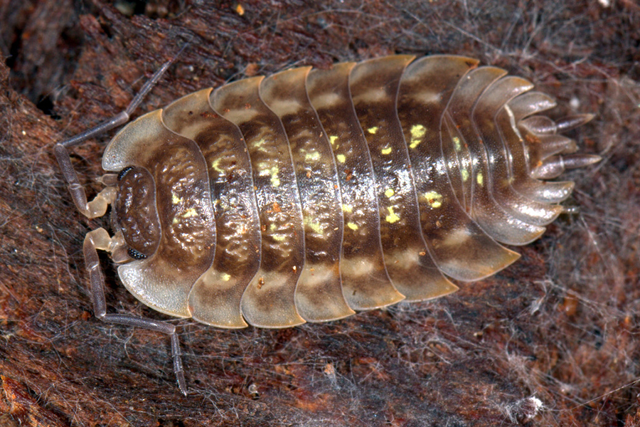 Mauerassel, (c) Reinhard Segebade/NABU-naturgucker.de