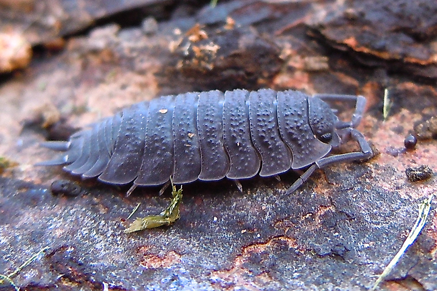 Kellerassel, (c) Monika Waldhelm/NABU-naturgucker.de