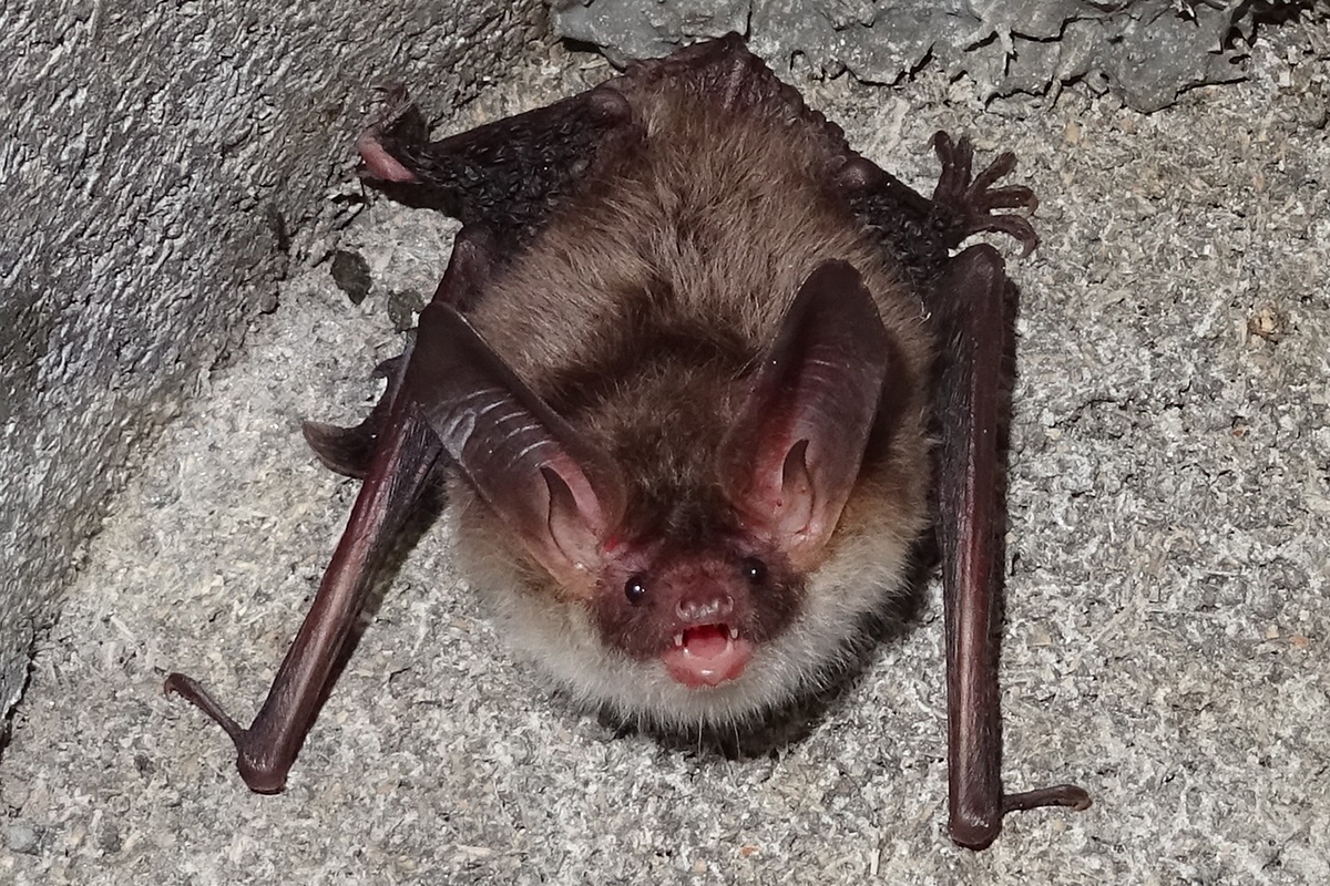 Bechsteinfledermaus in Bayern, (c) Hans Prün/NABU-naturgucker.de