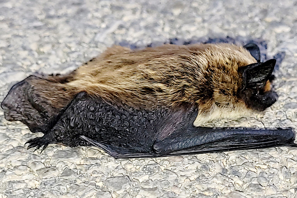 Alpenfledermaus auf Mallorca (Totfund), (c) Harald Bott/NABU-naturgucker.de