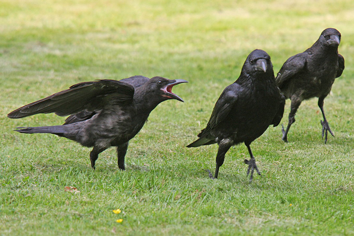 Rabenkrähen, (c) Jürgen Podgorski/NABU-naturgucker.de