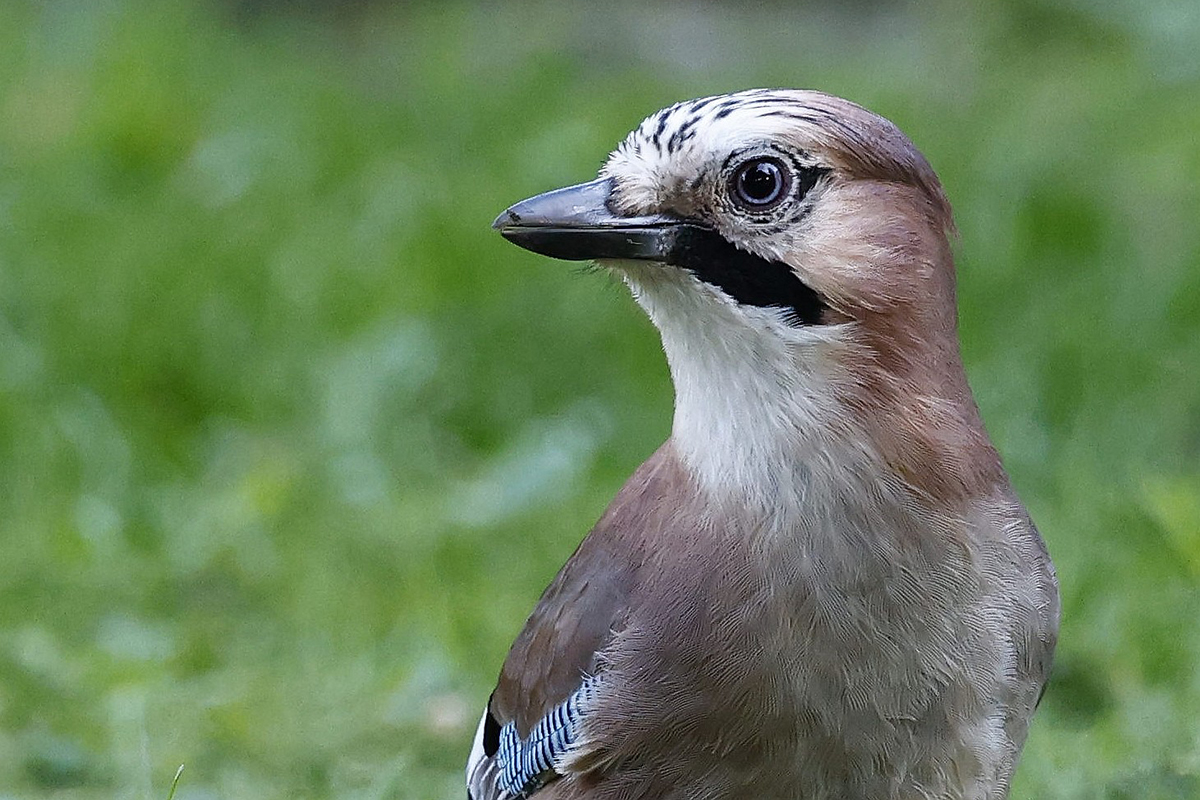 Eichelhäher, (c) Ulrich Köller/NABU-naturgucker.de