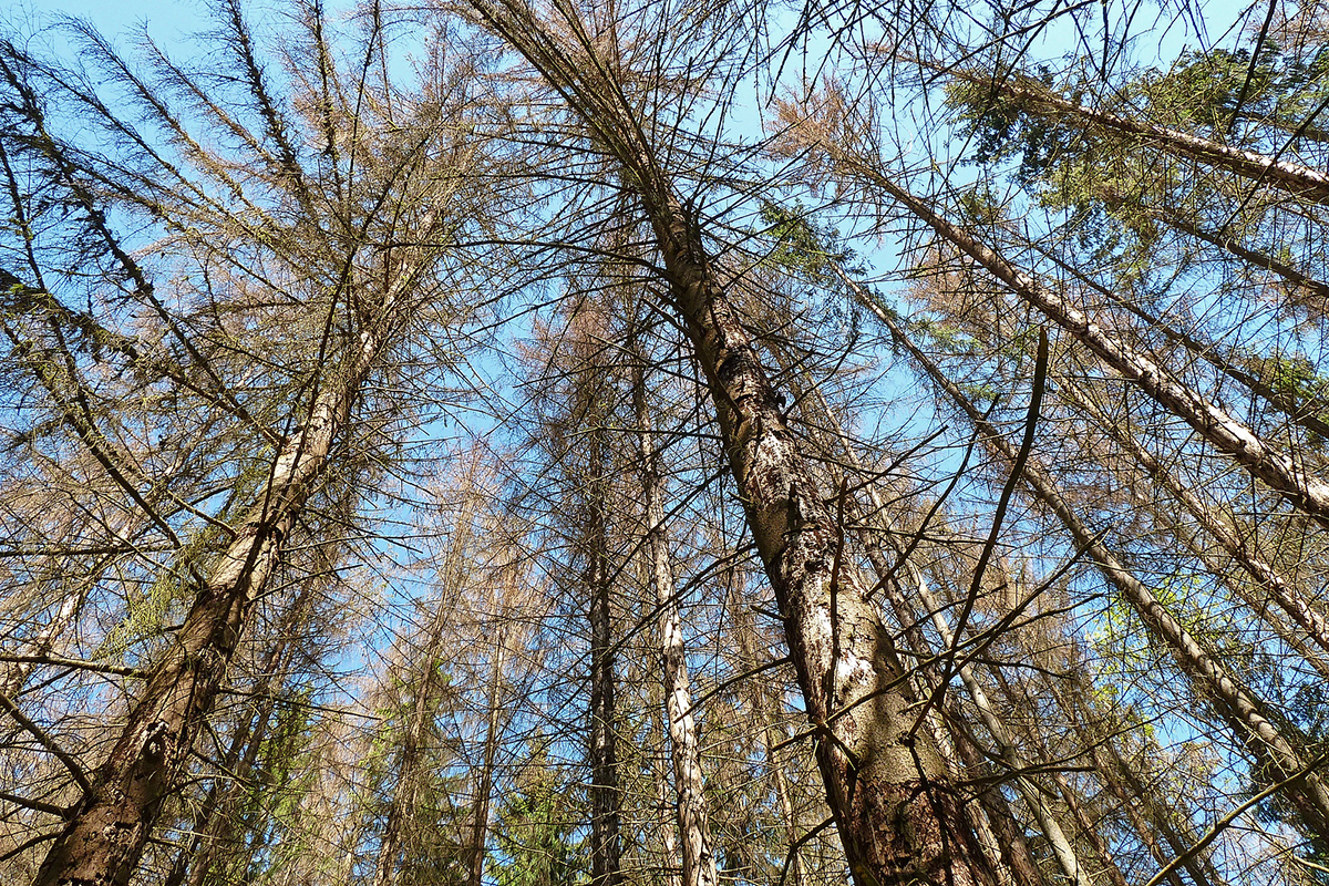 Gewöhnliche Fichten im Mai 2020 in Hessen, (c) Hubertus Schwarzentraub/NABU-naturgucker.de