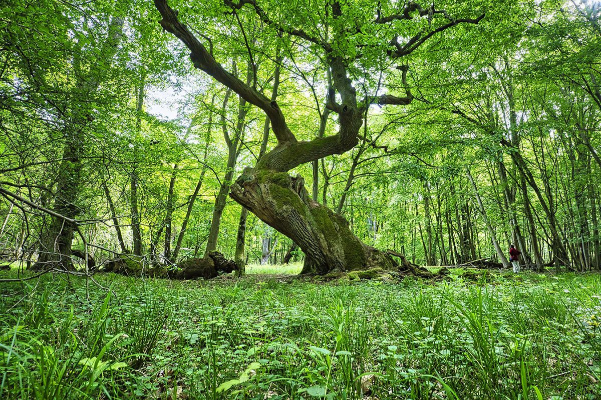 Alte Stiel-Eiche im Mai 2021 in Hessen, (c) Dieter Seibel/NABU-naturgucker.de