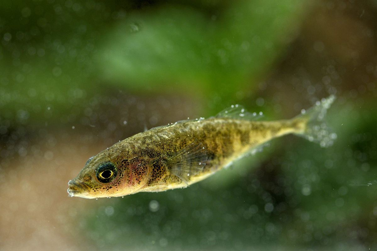 Dreistachliger Stichling in Hessen, (c) Werner Bartsch/NABU-naturgucker.de