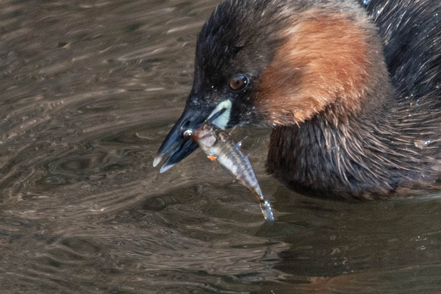 Dreistachliger Stichling als Beute in Baden-Württemberg, (c) Ulrich Köller/NABU-naturgucker.de