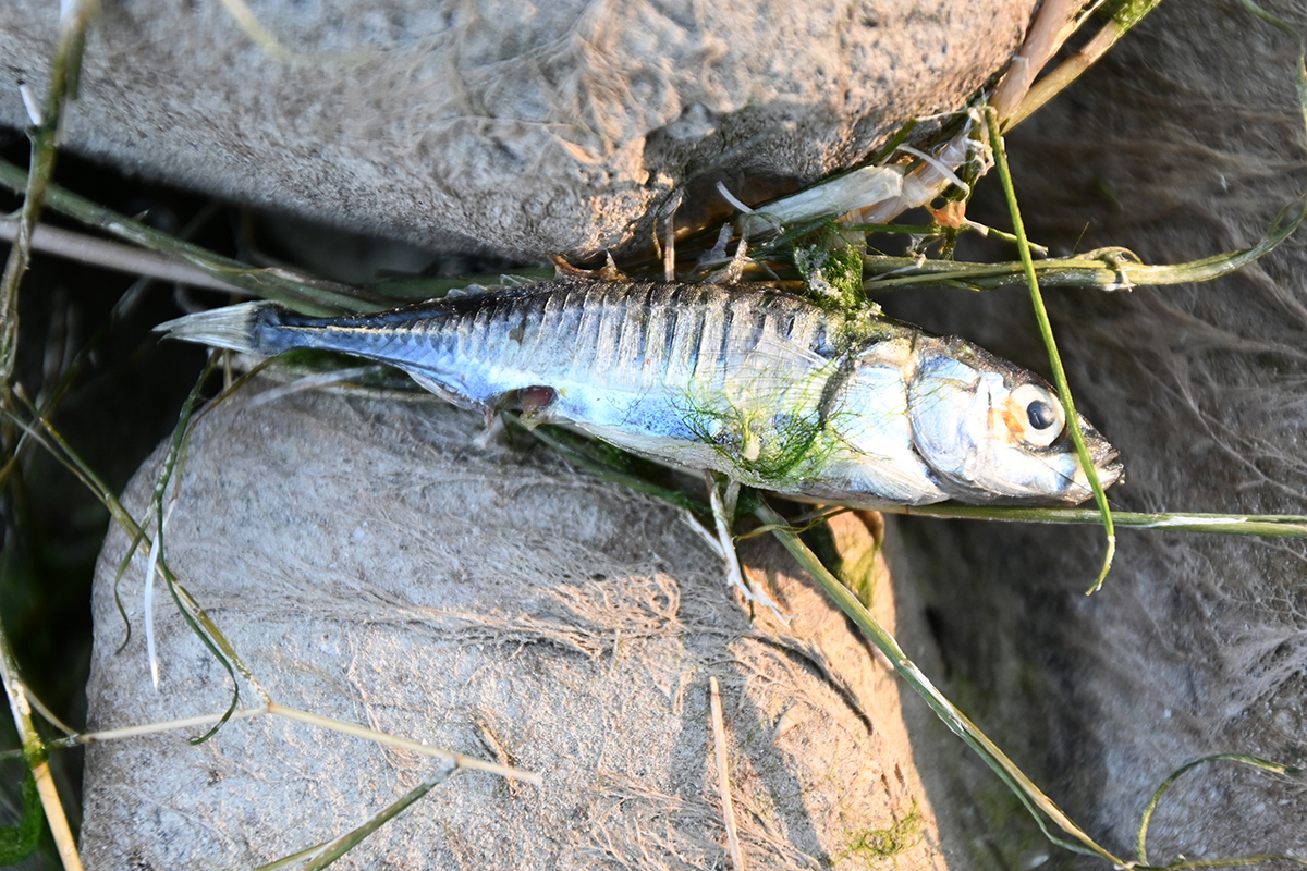 Toter Dreistachliger Stichling am Bodenseeufer, (c) Ina Siebert/NABU-naturgucker.de