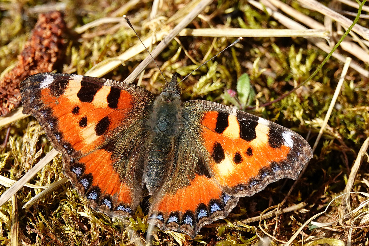 Die Anzahl der Kleinen Füchse sinkt laut den Studien, (c) Jens Winter/NABU-naturgucker.de