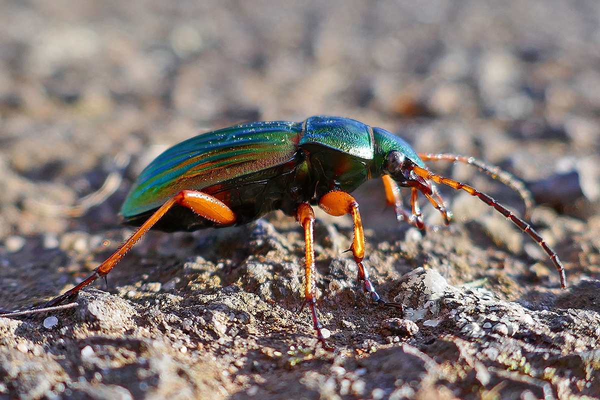 Carabus-Arten wie der Goldlaufkäfer sind geschützt, (c) Hubertus Schwarzentraub/NABU-naturgucker.de