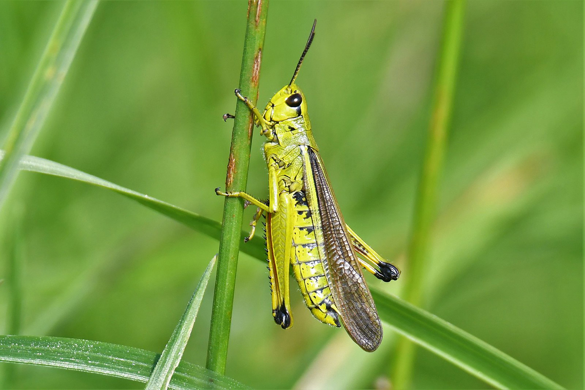 Auf Feuchtgebiete angewiesen: Sumpfschrecke, (c) Rolf Jantz/NABU-naturgucker.de