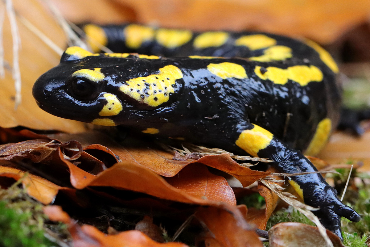 Feuersalamander im Oktober 2023 in Thüringen, (c) Jens Winter/NABU-naturgucker.de