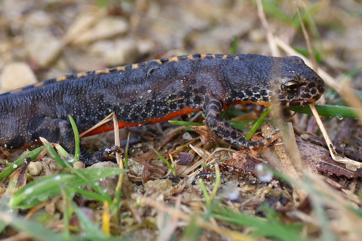 Bergmolch im März 2023 in Nordrhein-Westfalen, (c) Ulrich Köller/NABU-naturgucker.de