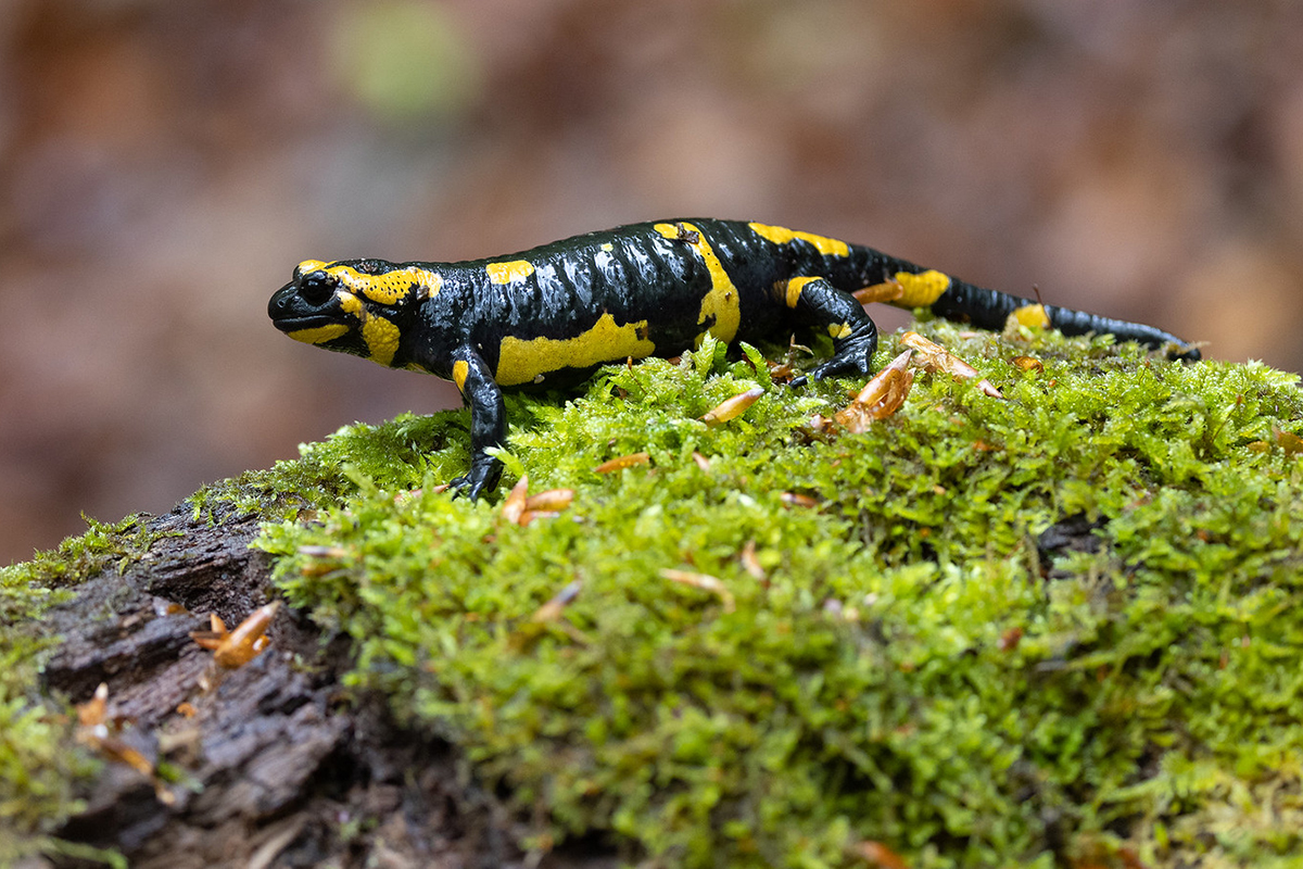 Feuersalamander im Mai 2023 in Baden-Württemberg, (c) Bernhard Etspüler/NABU-naturgucker.de