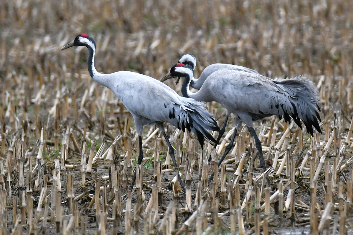 Kraniche am 16. März 2024 in Niedersachsen, (c) Rolf Jantz/NABU-naturgucker.de