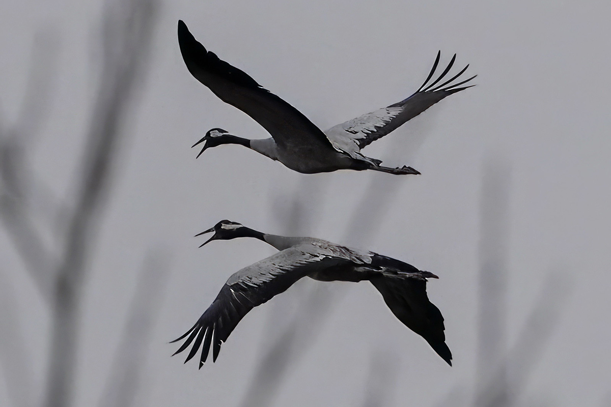 Kraniche am 8. Februar 2024 über Sachsen, (c) Istvan und Sabine Palfi/NABU-naturgucker.de